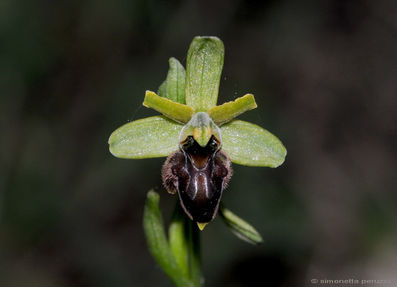 Orchidee del Chianti - Ophrys sphegodes e altre...